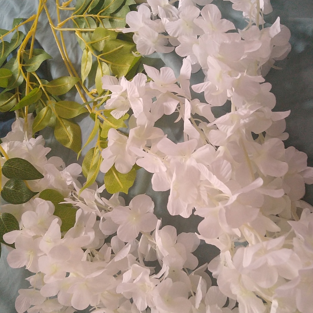 Hanging white wisteria